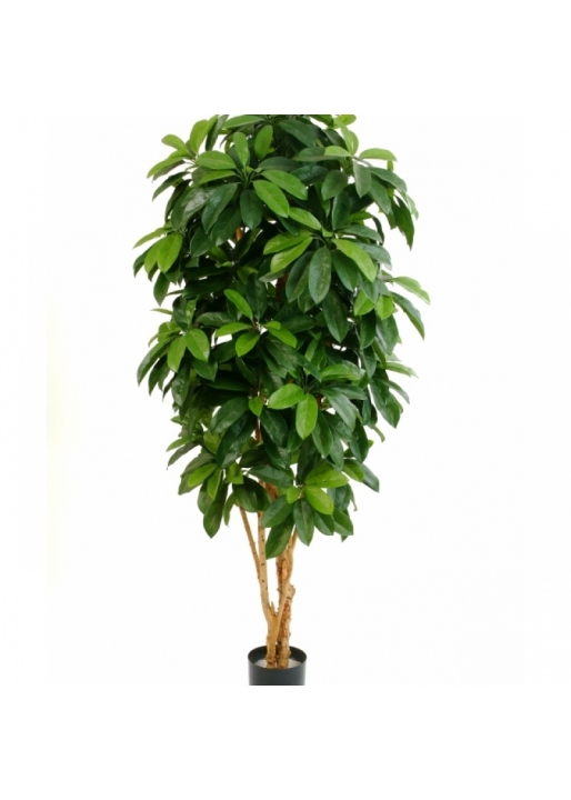 5' FLAME RETARDANT LADY SCHEFFLERA TREE 140-170 cm