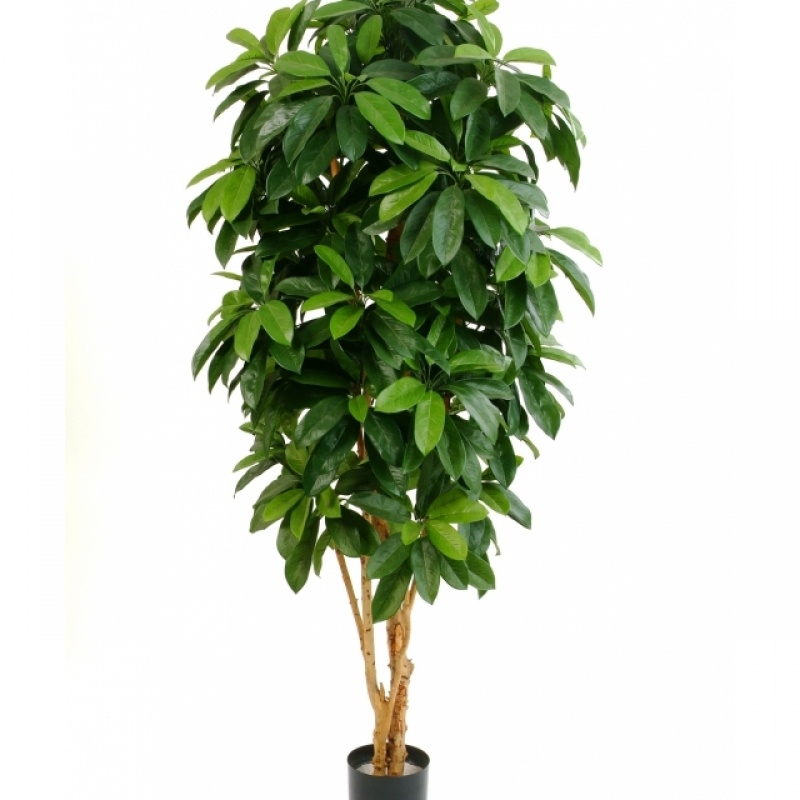 5' FLAME RETARDANT LADY SCHEFFLERA TREE 140-170 cm