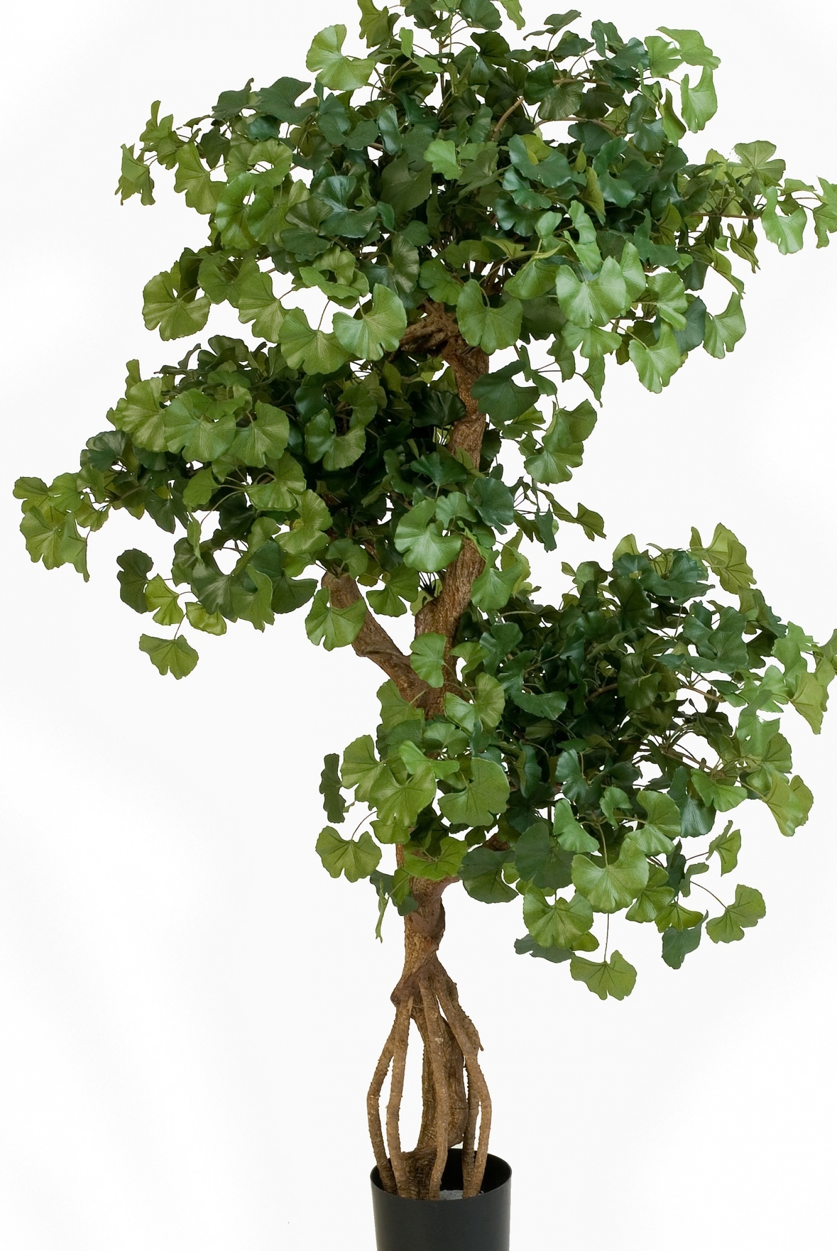 5' FLAME RETARDANT SWEET GINGKO ON CRAZY TRUNK 145 cm