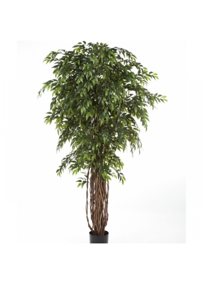 5' FRENCH FICUS LIANA DE LUXE 150-210 cm