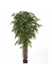 5' FRENCH FICUS LIANA DE LUXE 150-210 cm