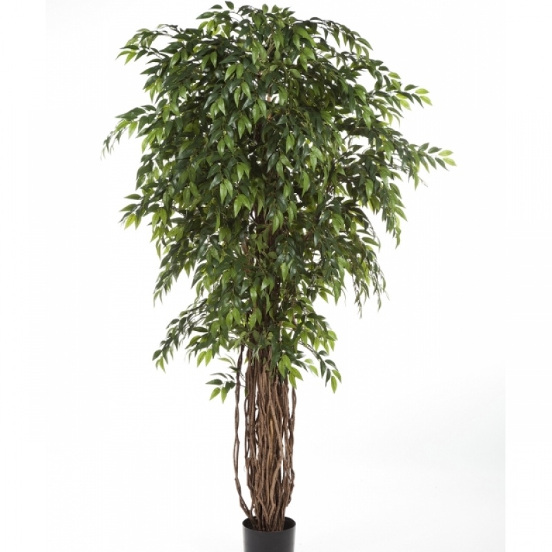 5' FRENCH FICUS LIANA DE LUXE 150-210 cm