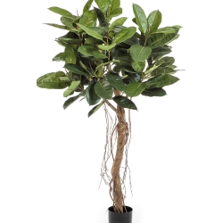 5' Ficus Elastica Root Tree 155 cm