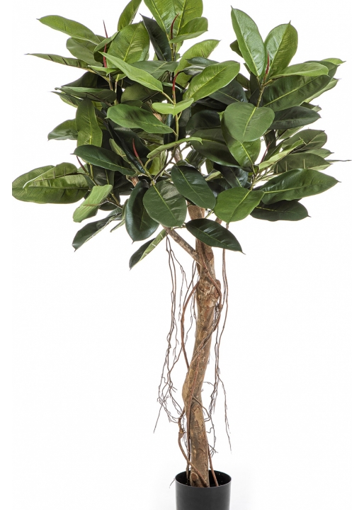 5' Ficus Elastica Root Tree 155 cm