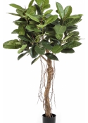 5' Ficus Elastica Root Tree 155 cm