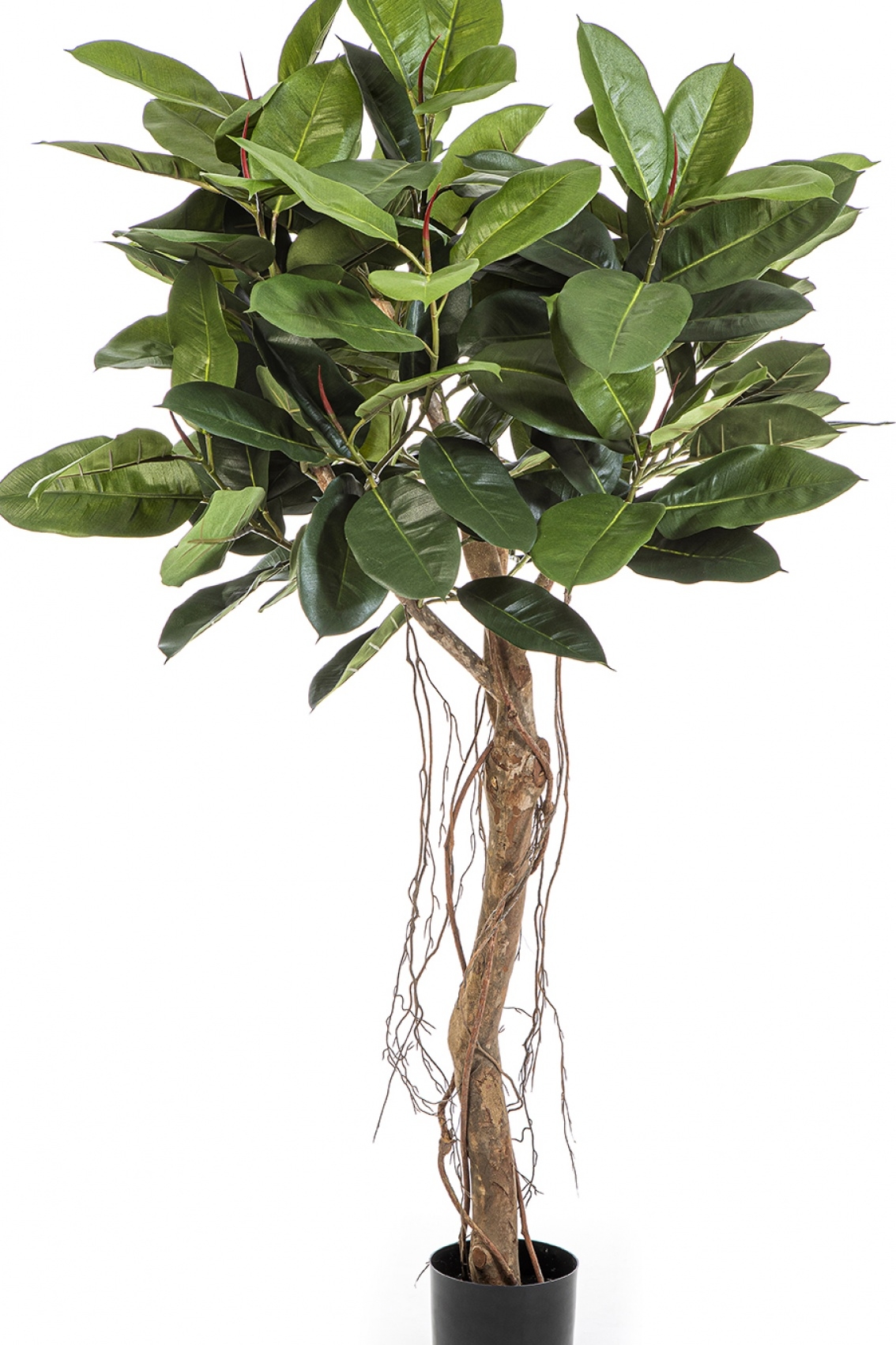 5' Ficus Elastica Root Tree 155 cm