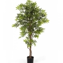 5\' JAPANESE MAPLE 150-210 cm