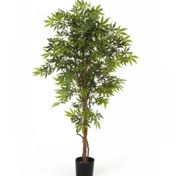 5' JAPANESE MAPLE 150-210 cm