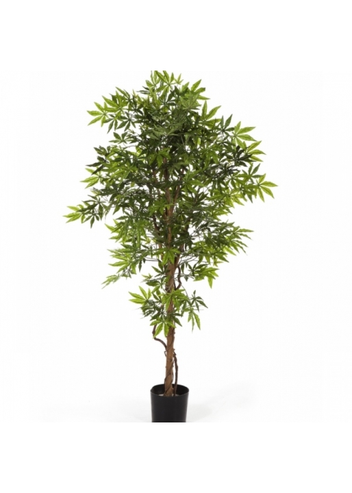 5' JAPANESE MAPLE 150-210 cm