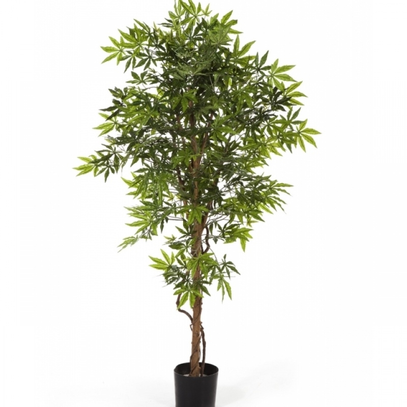 5' JAPANESE MAPLE 150-210 cm