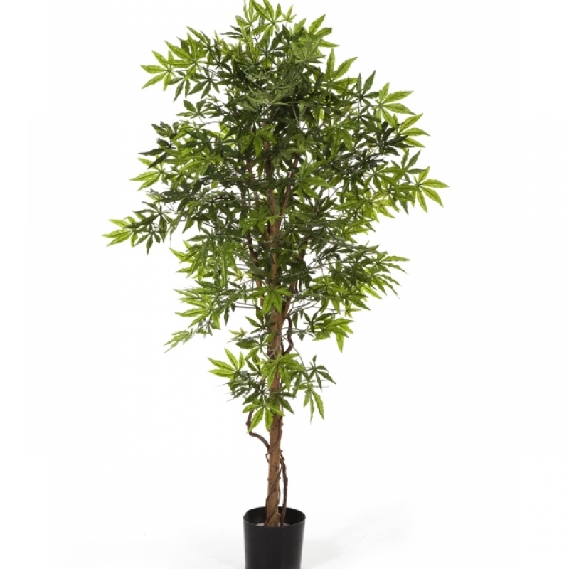 5' JAPANESE MAPLE 150-210 cm