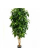 5' LADY SCHEFFLERA TREE 142-172 cm