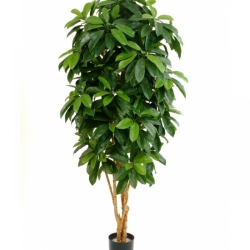 5' LADY SCHEFFLERA TREE 142-172 cm