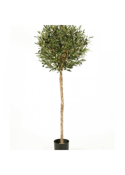 5' NATURAL OLIVE BALL TREE WITH FRUITS 140 cm