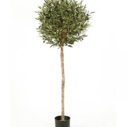 5' NATURAL OLIVE BALL TREE WITH FRUITS 140 cm