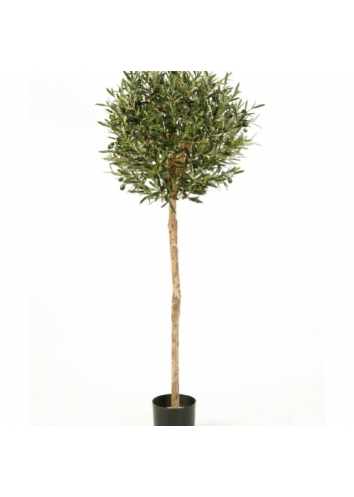 5' NATURAL OLIVE BALL TREE WITH FRUITS 140 cm