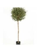 5' NATURAL OLIVE BALL TREE WITH FRUITS 140 cm