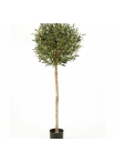 5' NATURAL OLIVE BALL TREE WITH FRUITS 140 cm