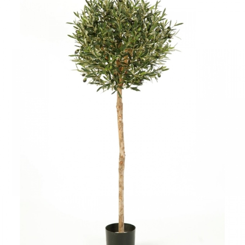 5' NATURAL OLIVE BALL TREE WITH FRUITS 140 cm