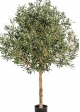 5' NATURAL OLIVE TOPIARY TREE WITH FRUITS 150-210 cm
