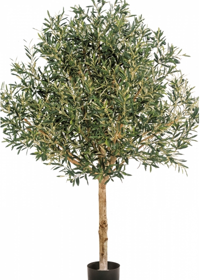 5' NATURAL OLIVE TOPIARY TREE WITH FRUITS 150-210 cm