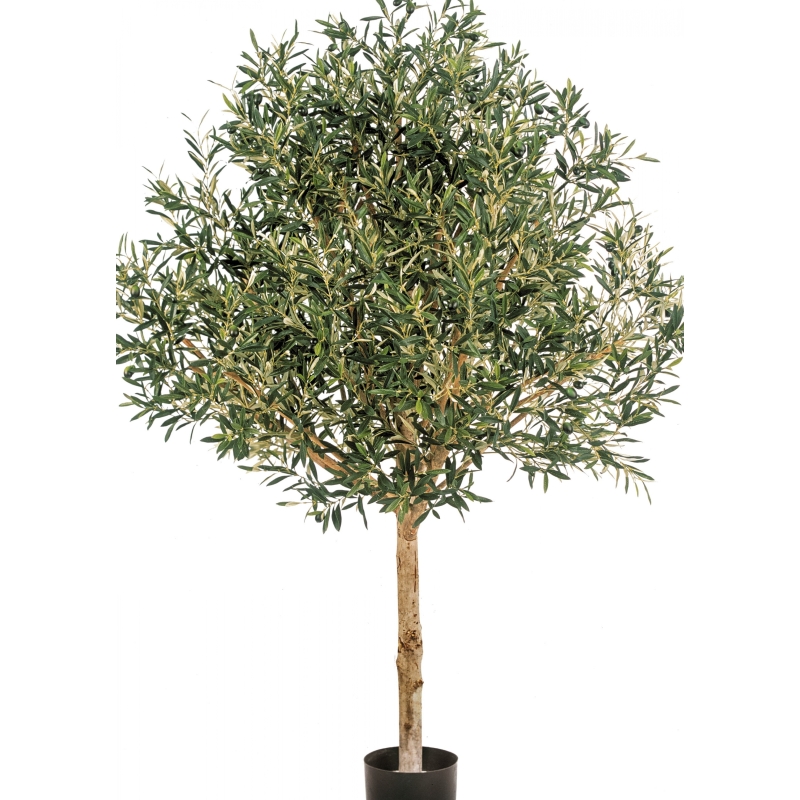 5' NATURAL OLIVE TOPIARY TREE WITH FRUITS 150-210 cm