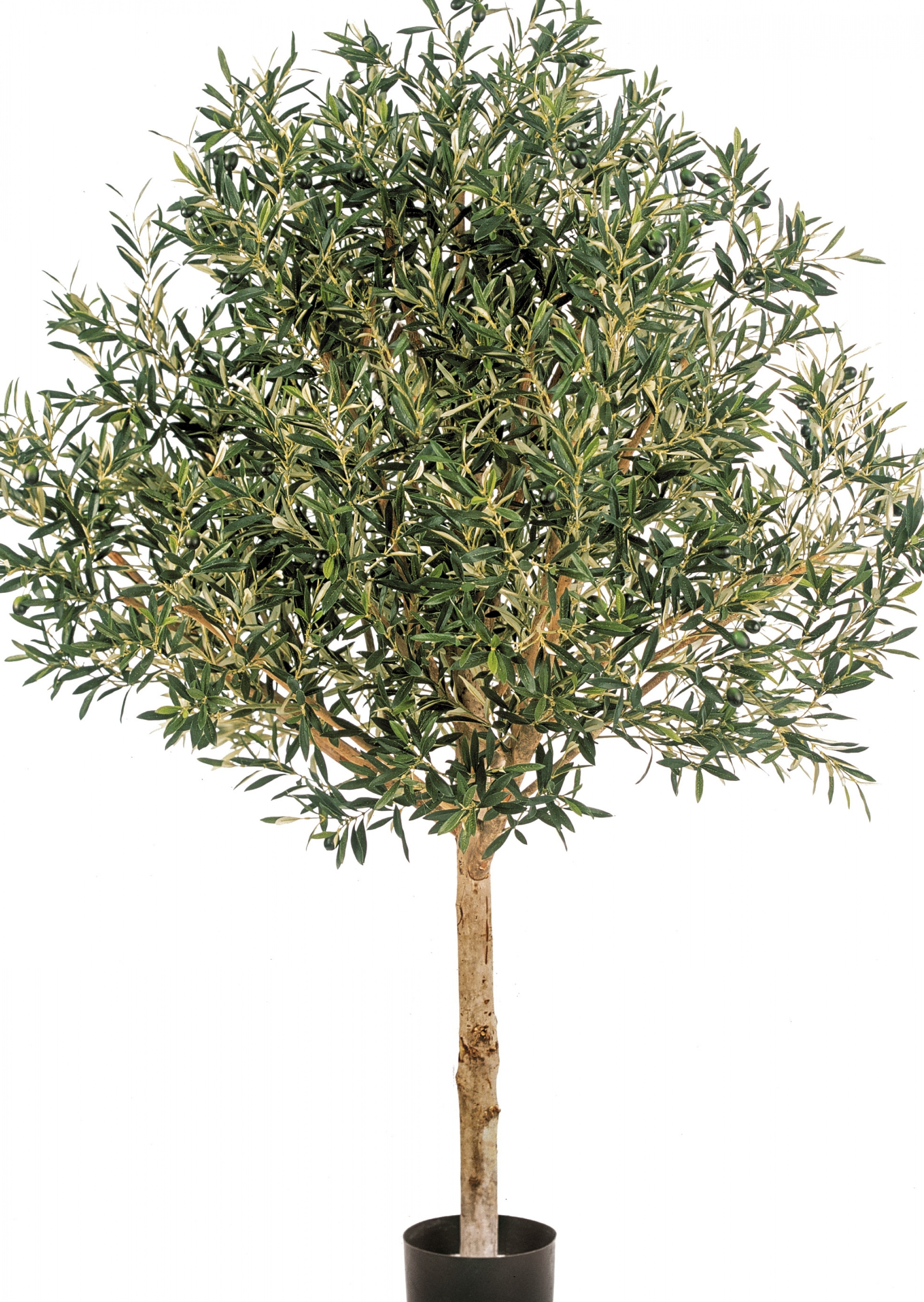 5' NATURAL OLIVE TOPIARY TREE WITH FRUITS 150-210 cm