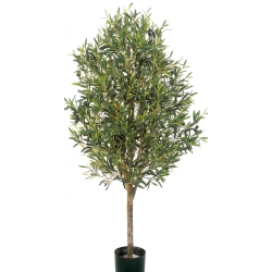 5' NATURAL OLIVE VINE TREE WITH FRUITS 140-170 cm