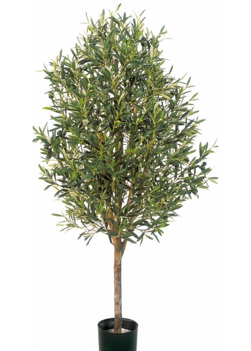 5' NATURAL OLIVE VINE TREE WITH FRUITS 140-170 cm