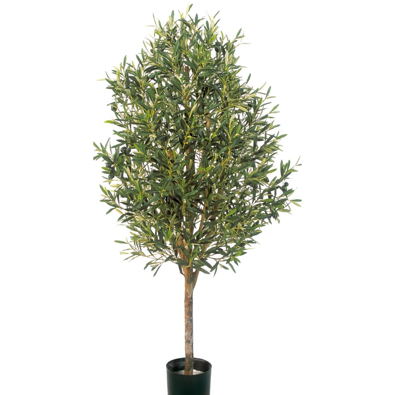 5' NATURAL OLIVE VINE TREE WITH FRUITS 140-170 cm