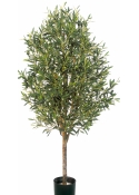 5' NATURAL OLIVE VINE TREE WITH FRUITS 140-170 cm