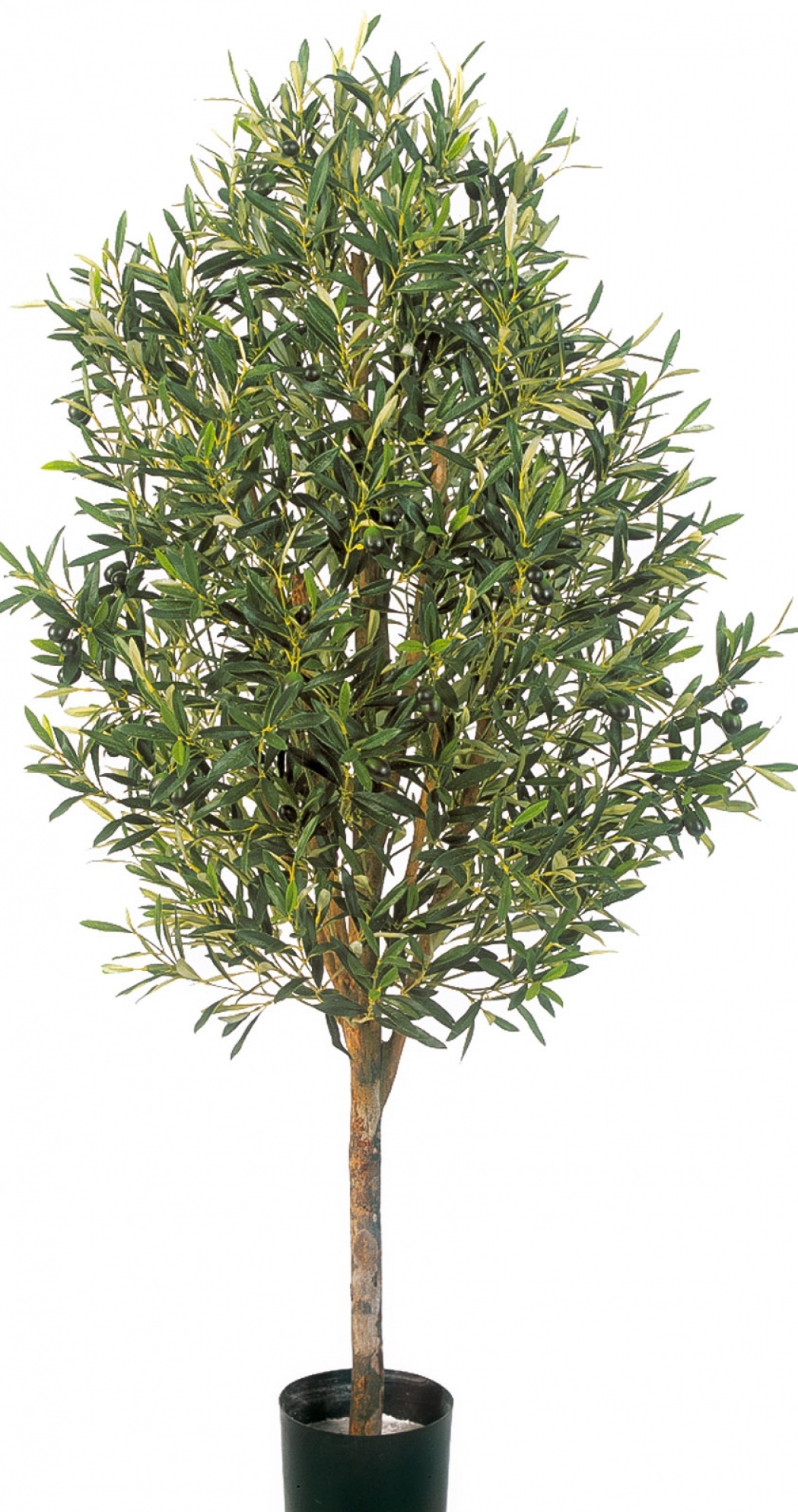 5' NATURAL OLIVE VINE TREE WITH FRUITS 140-170 cm