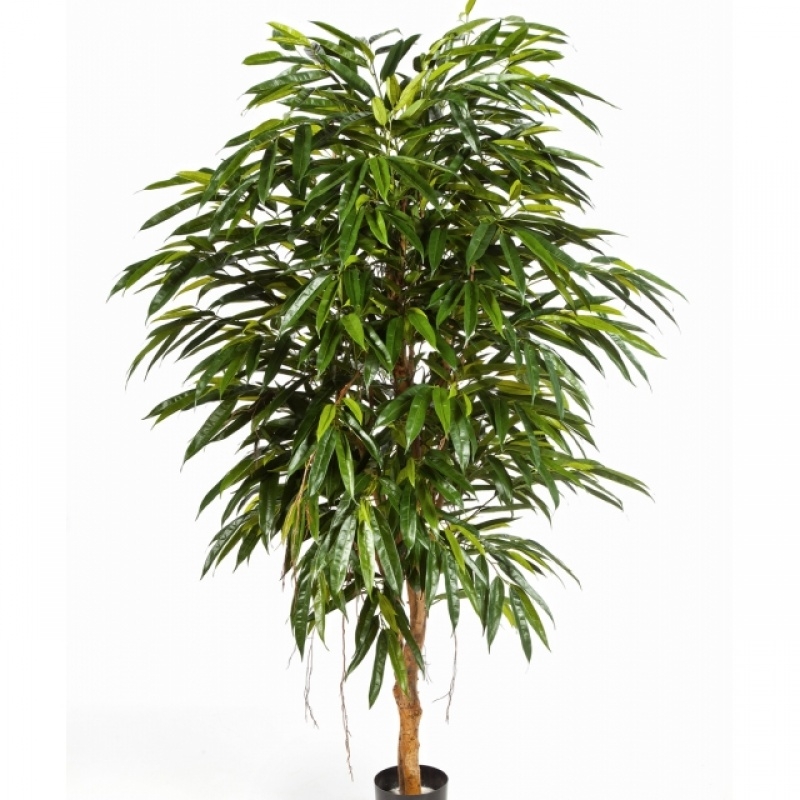 5' NATURAL ROYAL LONGIFOLIA 150-210 cm
