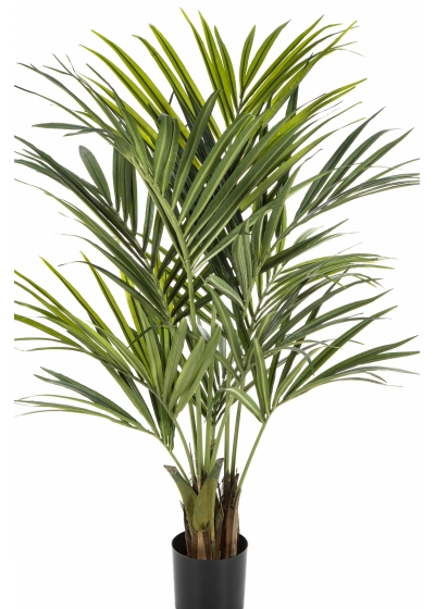 5' Natural Kentia Palm de luxe 140-260 cm