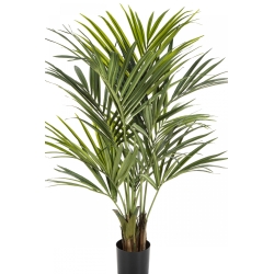 5' Natural Kentia Palm de luxe 140-260 cm