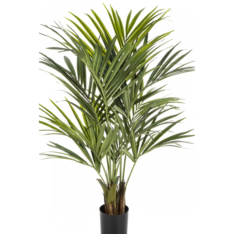 5' Natural Kentia Palm de luxe 140-260 cm