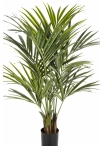 5' Natural Kentia Palm de luxe 140-260 cm