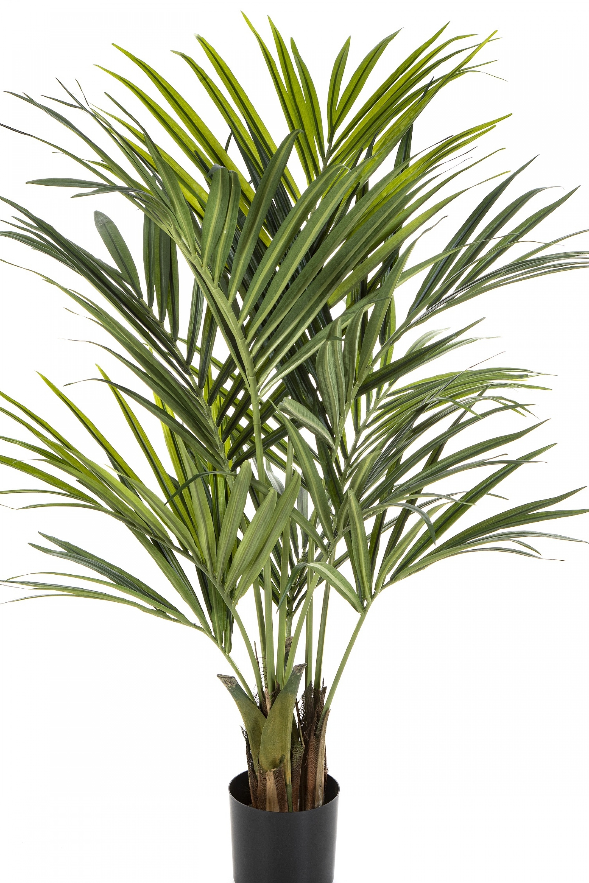 5' Natural Kentia Palm de luxe 140-260 cm