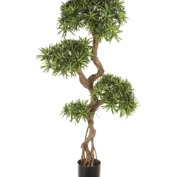 5' PODOCARPUS ON CRAZY TRUNK 135-160 cm