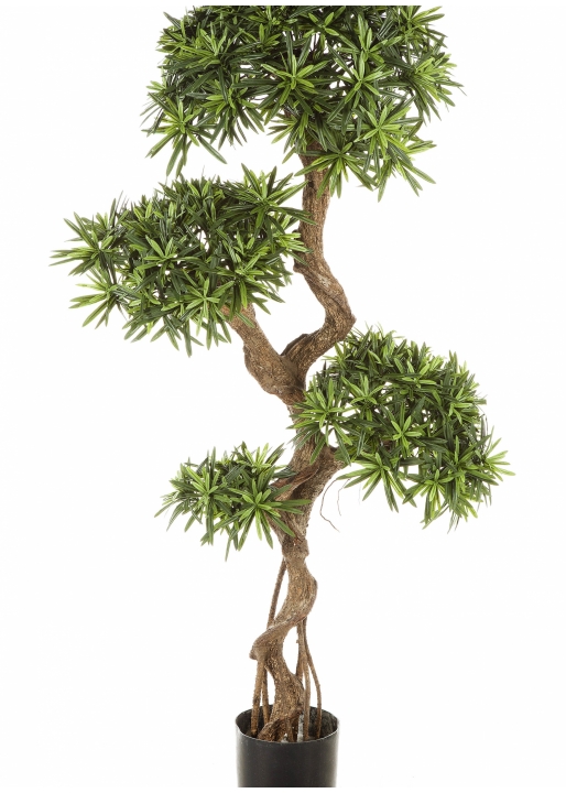 5' PODOCARPUS ON CRAZY TRUNK 135-160 cm