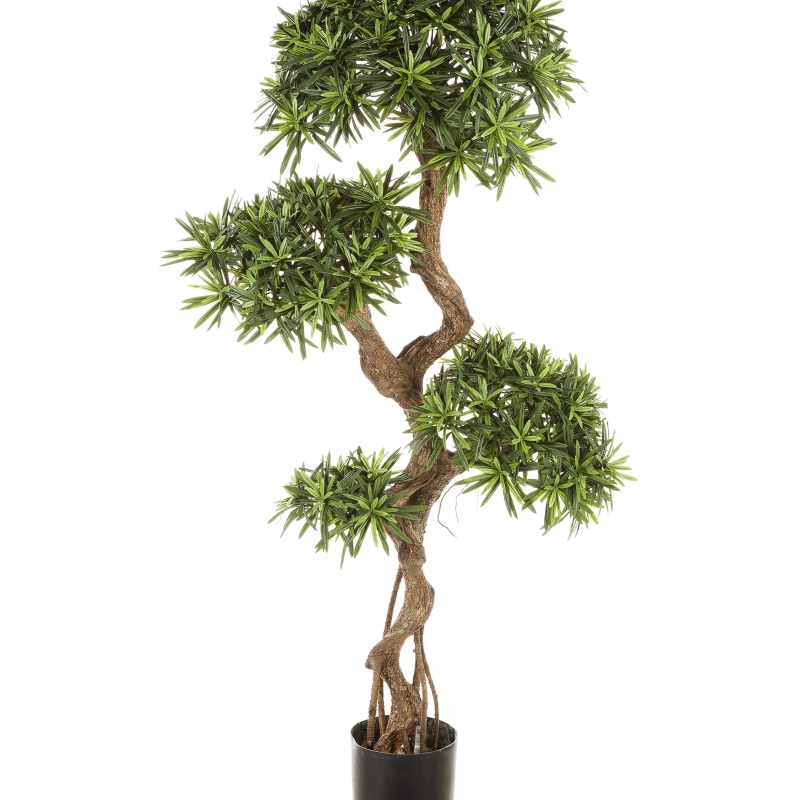 5' PODOCARPUS ON CRAZY TRUNK 135-160 cm