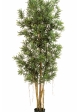 5' PODOCARPUS REFLEXA 150-210 cm