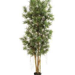 5' PODOCARPUS REFLEXA 150-210 cm