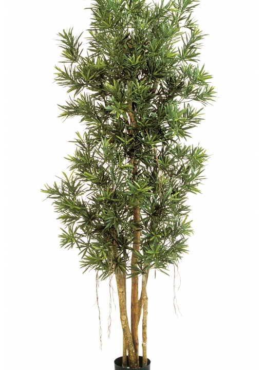 5' PODOCARPUS REFLEXA 150-210 cm