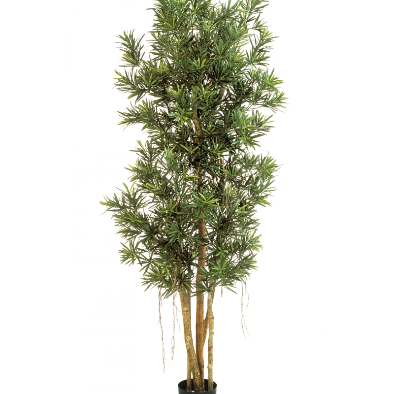 5' PODOCARPUS REFLEXA 150-210 cm