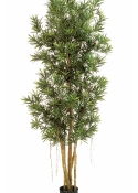 5' PODOCARPUS REFLEXA 150-210 cm