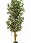 5' PODOCARPUS REFLEXA 150-210 cm