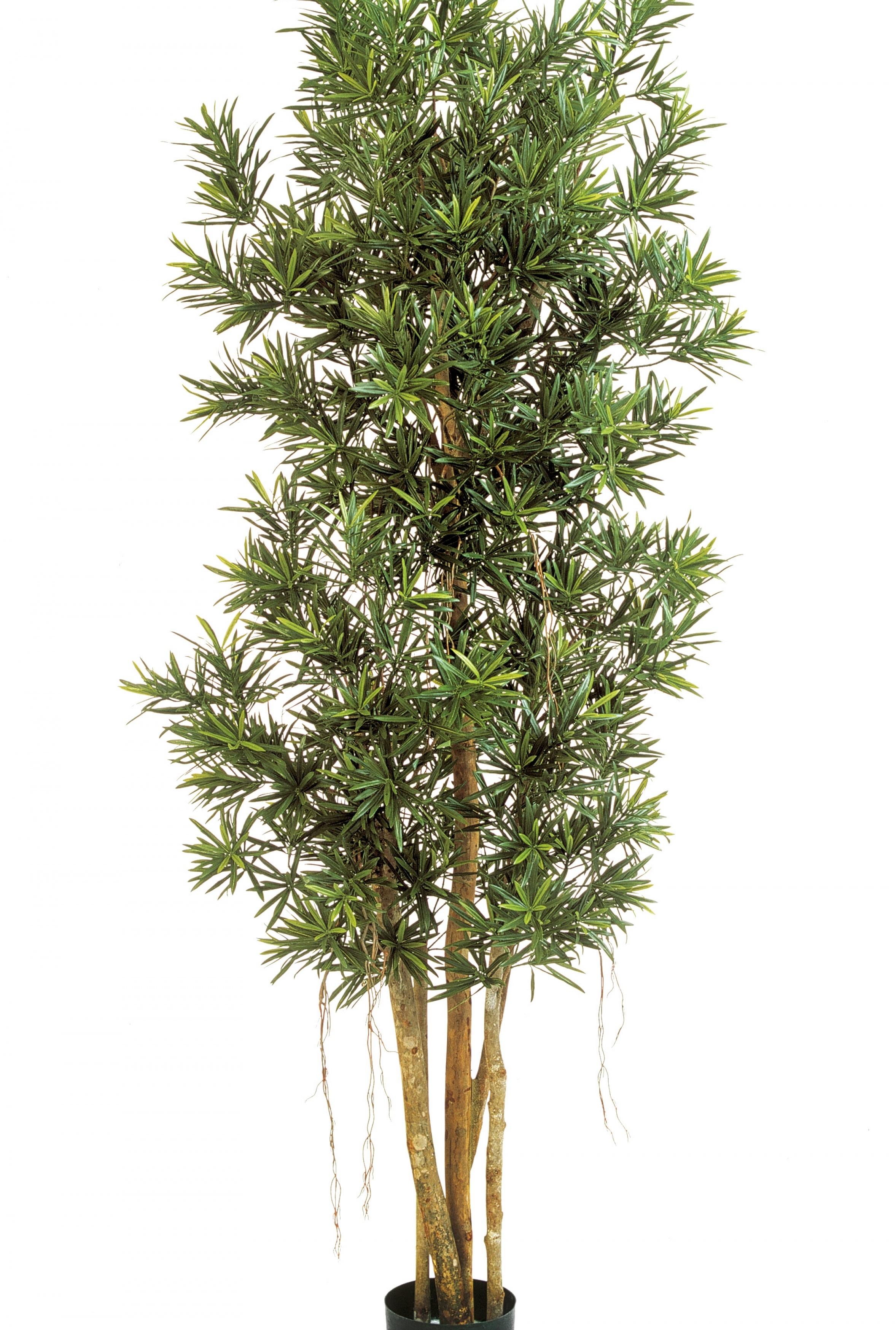 5' PODOCARPUS REFLEXA 150-210 cm