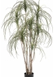 5' Pony Tail Nitida Tree 150 cm