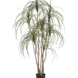 5' Pony Tail Nitida Tree 150 cm